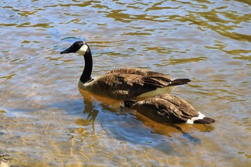 Canada goose swimming in shallow river with another head underwater © fluffypw88