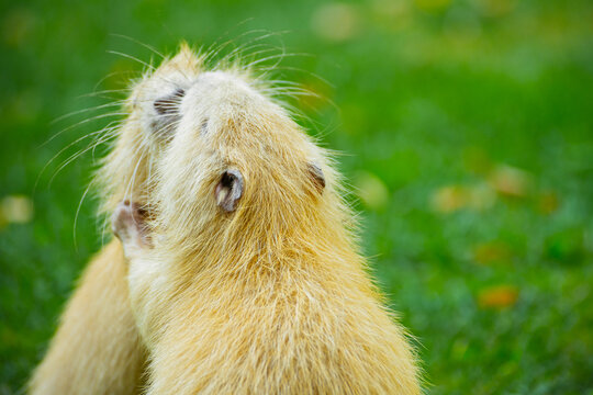 Nutrias play together in a green park during a sunny afternoon while enjoying their time outside