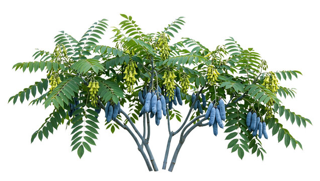 Decaisnea Fargesii Blue Sausage Fruit Shrub Cutout on Isolated Background