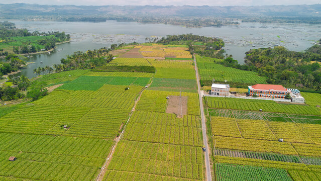 Aerial view of mixed crop farmland with corn onion and vegetable fields in Kebon Klopo Malang Regency East Java Indonesia