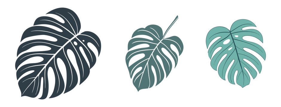 Monstera leaves in grey, teal, and dark green, flat lay composition