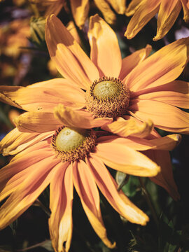 Fine art close-up of two Rudbeckia flowers in warm golden, peach and amber tones. Natural sunlight and selective focus emphasize the textured flower centers and layered petals, creating an atmospheric