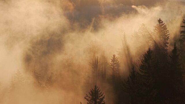 Beautiful mountain landscape in fall with colorful trees and white fog , aerial view . Misty forest