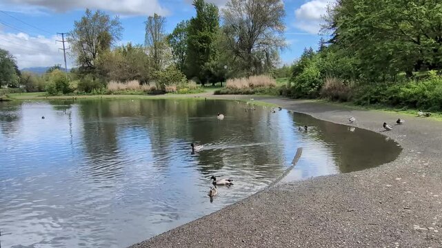 Up-close video captures ducks swimming, grooming and vocalizing on a peaceful park pond beside a gravel path, surrounded by lush green trees beneath a bright blue sky.