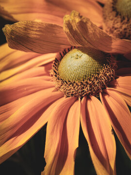 Fine art macro of a Rudbeckia flower featuring a prominent textured green center surrounded by warm peach, copper and golden petals. Dramatic natural light emphasizes the organic structure and creates