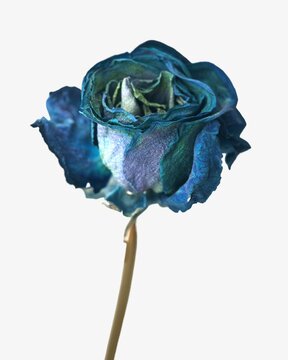 Dried blue rose isolated design