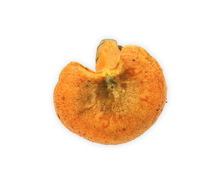 Isolated saffron milk cap mushroom, Lactarius deliciosus, viewed from above, cutout on transparent background
