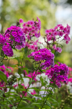 Phlox paniculata also fall phlox, garden phlox, perennial phlox,  summer phlox, and panicled phlox. Is a species of the phlox family. It is extensively cultivated as an ornamental plant. 