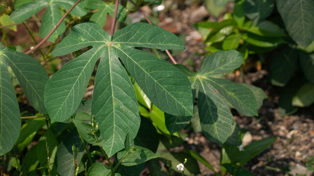Fresh green cassava leaves growing in a tropical garden.
