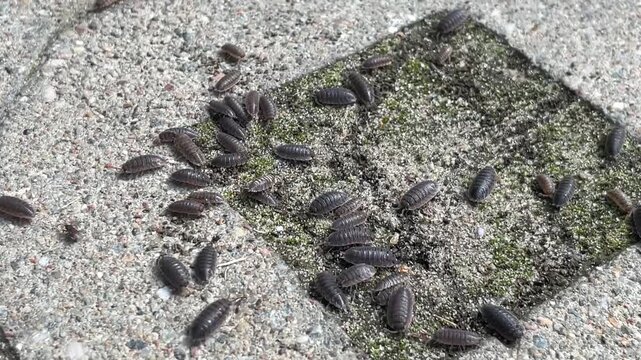 Viele Asseln, Kellerasseln auf einem Betonboden.