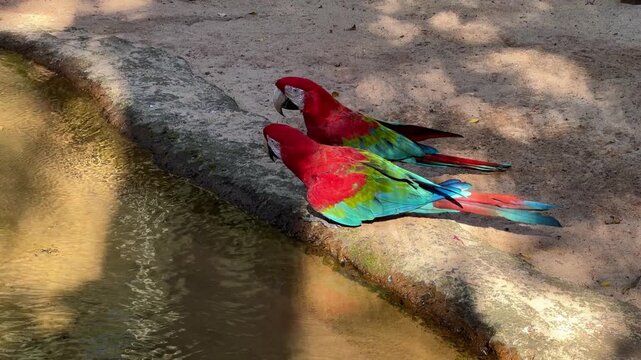 Two colorful macaws drinking water from a pond in a tropical environment
