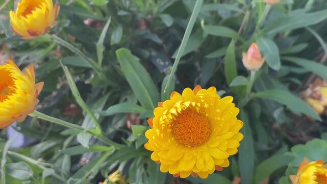 Die gebeln Bl&uuml;ten einer Strohblume im Sommer.