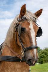Close-up portrait of a chestnut horse with a blond mane wearing a bridle and blinkers outdoors © Edijs