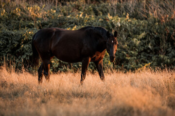 Dark bay horse grazing in a golden meadow at sunset with hedgerow background and warm backlight © PIC by Femke