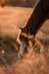 Chestnut horse grazing in tall golden grass at sunset, close-up portrait with warm backlit mane © PIC by Femke