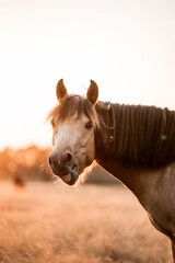 Close-up portrait of a light brown horse with braided mane in a golden hour pasture, backlit rural equine headshot © PIC by Femke