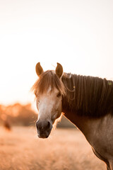 Golden hour portrait of a brown and white horse standing in a sunlit dry grass field, close-up head and mane in soft warm light © PIC by Femke