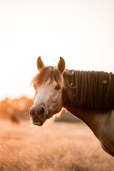 Close-up portrait of a brown and white horse with long mane standing in a sunlit dry grass field at golden hour © PIC by Femke