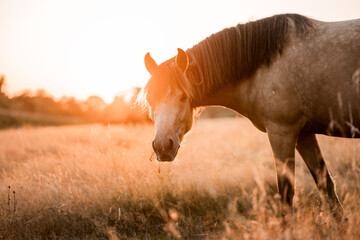 Brown horse grazing in a sunlit golden pasture at sunset, side profile portrait in warm rural landscape © PIC by Femke