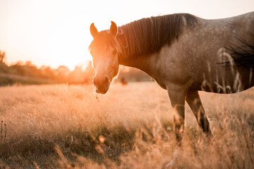 Brown horse grazing in sunlit golden meadow at sunset, backlit portrait in tall grass on countryside pasture © PIC by Femke