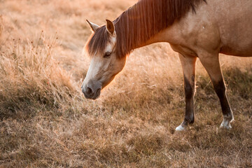 Brown horse grazing in golden dry pasture at sunset, close-up profile portrait in rural countryside © PIC by Femke