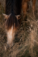 Close-up of a bay horse grazing in tall dry grass in a rustic field, brown equine head and mane portrait in natural light © PIC by Femke