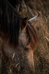 Close-up portrait of a brown horse grazing in tall dry grass with dark mane and warm moody light © PIC by Femke
