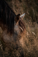 Close-up of a horse grazing in tall dry grass with warm golden-hour light, detailed mane and muzzle © PIC by Femke