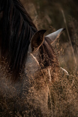 Close-up of a grazing brown horse head with dark mane among golden backlit dry grass at dusk, natural portrait © PIC by Femke