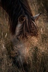Close-up natural portrait of a grazing horse head partly hidden by tall dry grass, long mane falling over its face in warm low light © PIC by Femke