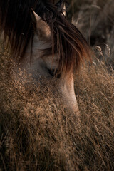 Close-up portrait of a brown chestnut horse grazing in tall dry grass with flowing mane and soft golden evening light © PIC by Femke