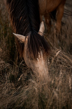 Close-up of a brown horse grazing with head down in tall dry grass, dark mane and warm natural light