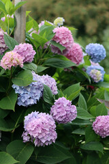 Fototapeta premium Pink, purple, and blue hydrangeas against a dark green background in a summer garden. Beautiful floral background. Close-up of summer flowers. Blooming multicolor hydrangea. Gradient. Gardening. 