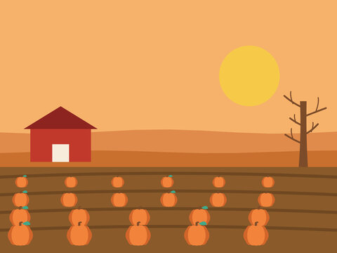 Autumn Pumpkin Patch Field With Farmhouse And Barn At Sunset