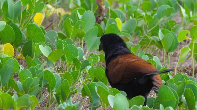 Greater coucal cuckoo bird with red eyes foraging on the ground among green beach morning glory leaves in bright daylight, close-up shot