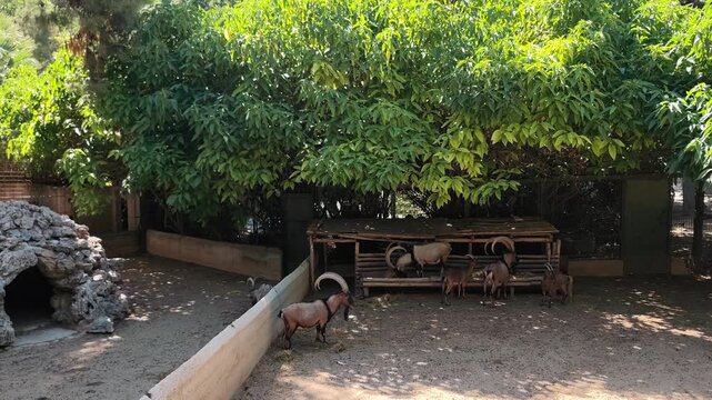 View of a herd of Kri-Kri (Cretan wild goats) resting in the shade of lush trees on a hot summer morning at the National Garden of Athens, Greece.