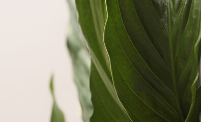 Fototapeta premium Close-up Selective soft focus close-up spathiphyllum Green Leaf. Natural background