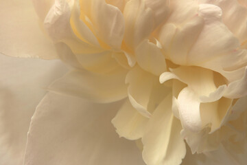 Fototapeta premium Close-up macro cream Beige white Peony Flower bud Petals. Natural art smoke light and shadow background.