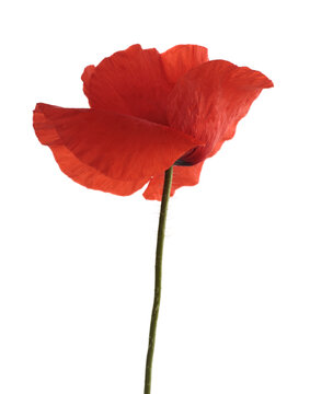 Close up red poppies, Poppy Flowers bud, petals isolated on white background.