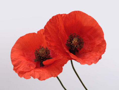 Close-up red poppies, Poppy Flowers bud, petals, pistil, stamen on gray background.