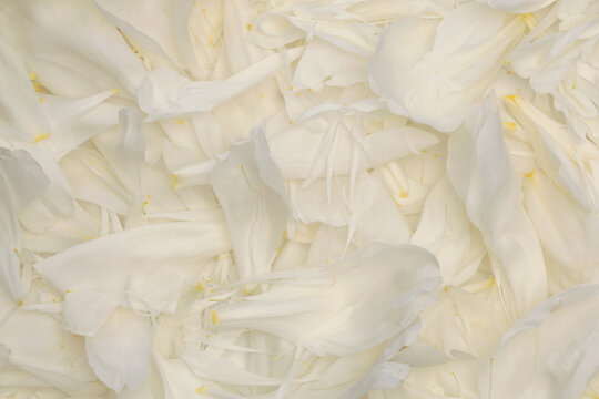 Close-up White beige cream Peony Flower bud Petals. Natural art light and shadow background.