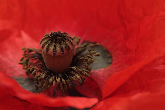 Close-up Red poppies, Poppy Flowers bud, petals, pistil, stamen natural macro background.