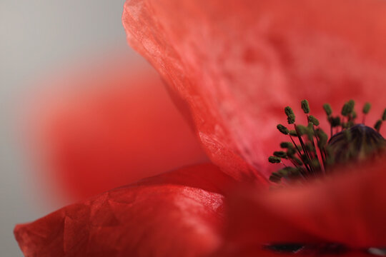 Close-up smoke selected soft focus Red poppies, Poppy Flowers bud, petals, pistil, stamen. Natural blur macro background.
