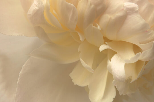 Close-up macro cream Beige white Peony Flower bud Petals. Natural art smoke light and shadow background.