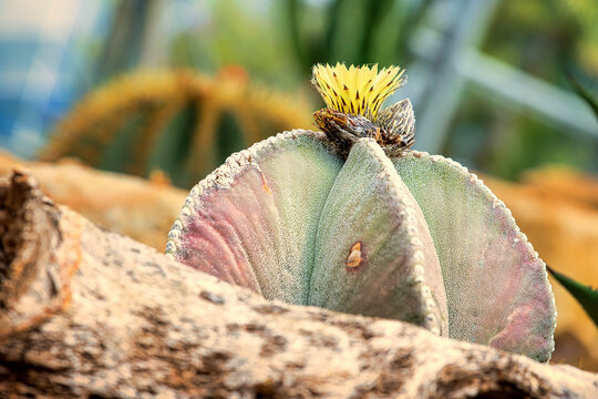Astrophytum myriostigma bishop's cap cactus with vibrant yellow flower, detailed macro photography of spineless Mexican desert plant with white woolly flecks, close up
