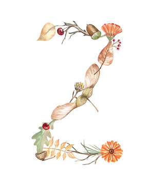 Autumn botanical alphabet letter Z made of leaves, flowers, twigs, maple seeds, acorns, and berries. Isolated watercolor illustration for preschool projects, stickers, scrapbooking, and more