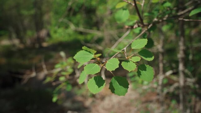 Close up of green aspen leaves swaying in the wind