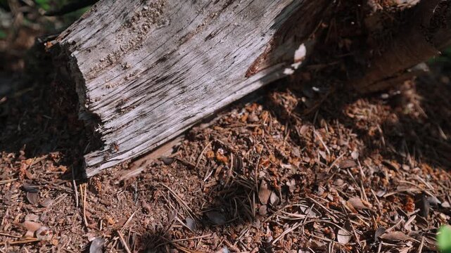 Close up of ants working around old fallen log