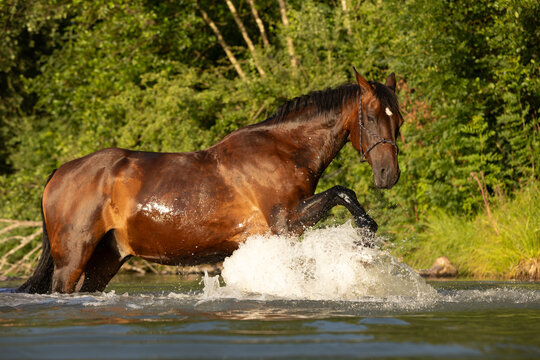 Brauner badet im See