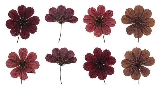 Collection of pressed dried dark red cosmos flowers isolated on transparent background